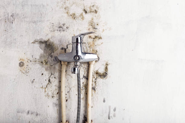 Best Professional Mold Removal  in Lackawanna, NY