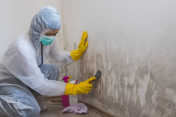 Crawl Space Mold Removal in Lackawanna, NY