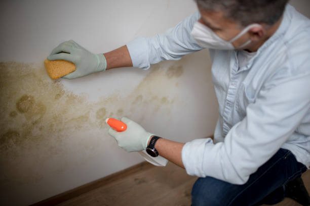 Best Emergency Mold Removal  in Lackawanna, NY
