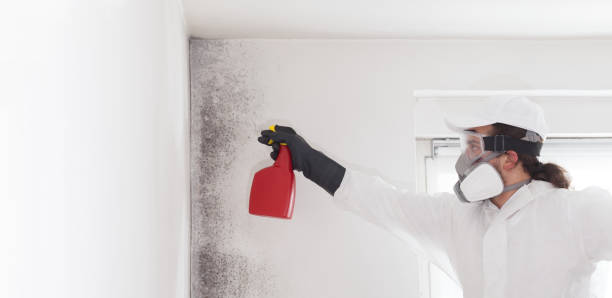 Best Mold Damage Repair  in Lackawanna, NY