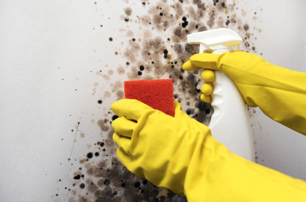 Best Mold Damage Repair  in Lackawanna, NY