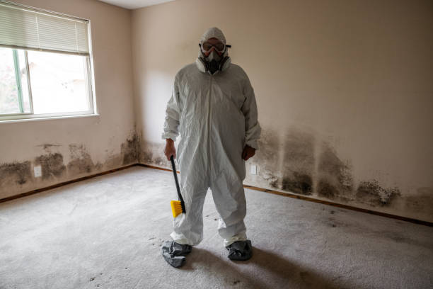 Best Mold Cleaning Services  in Lackawanna, NY