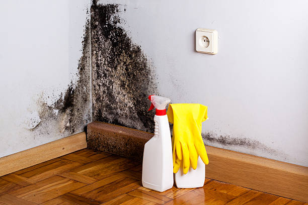 Best Attic Mold Removal  in Lackawanna, NY
